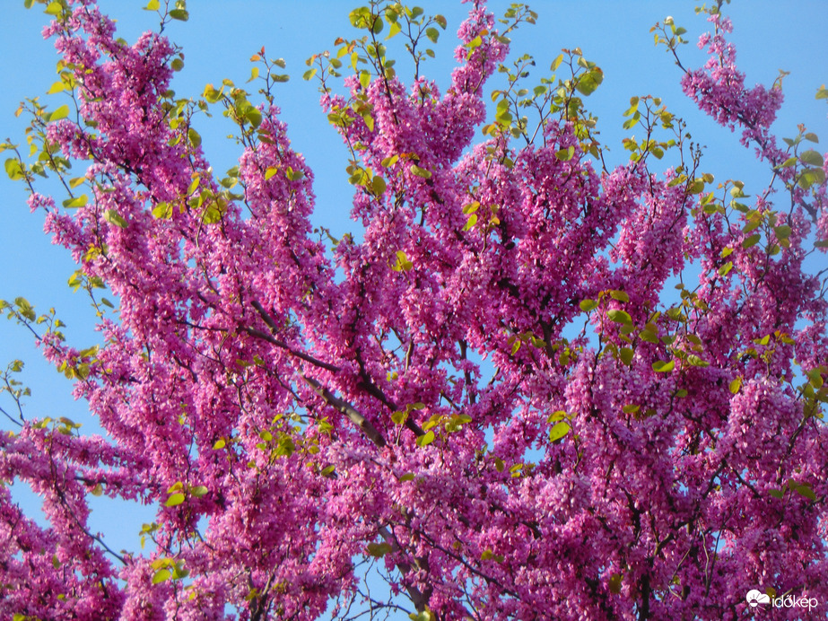 Júdásfa virágzik