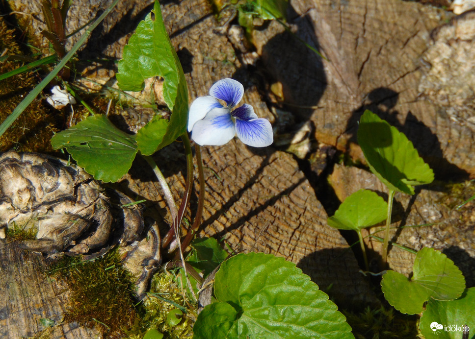 Fa tönkjéből nőtt ki az ibolya