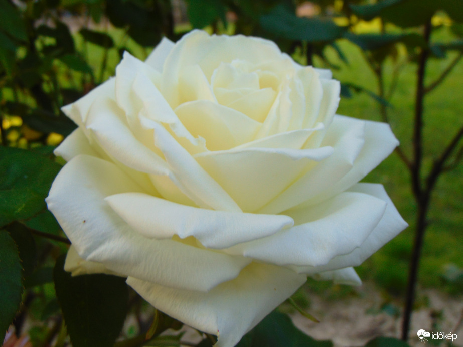 Fehér rózsa is nyílik