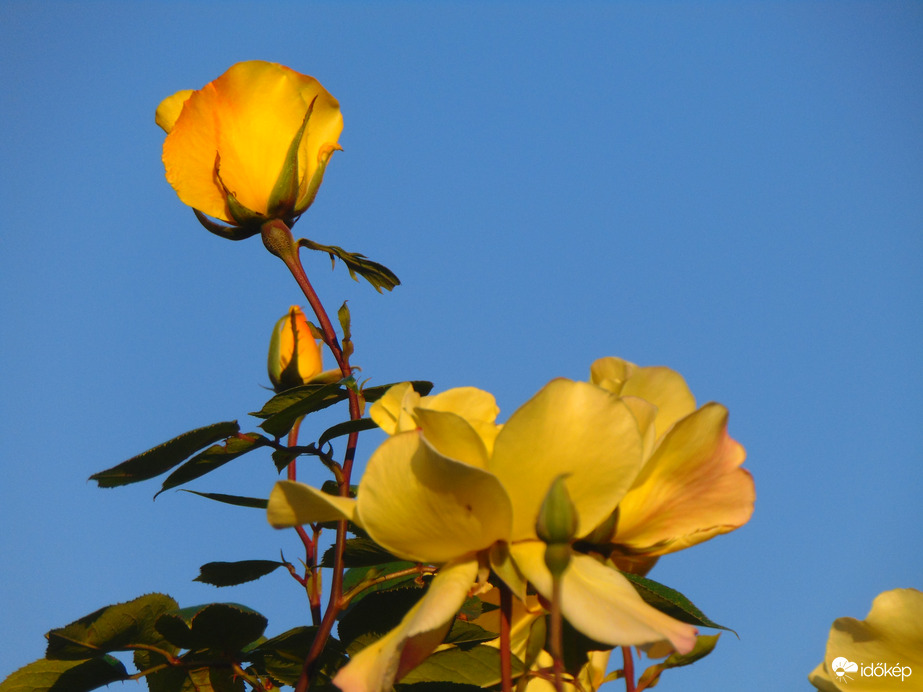 Sárga rózsa