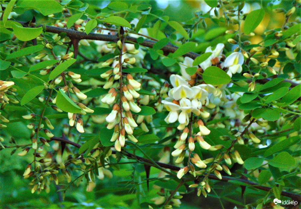 Akácfa virágzik
