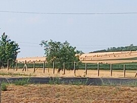Pusztahencse