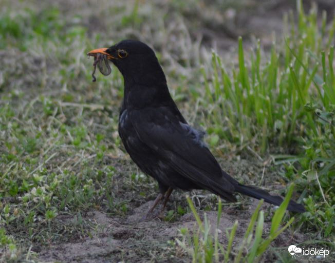 Ma sem maradok éhes 
