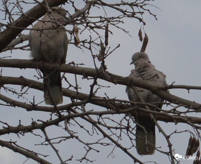 Párosan szép az élet