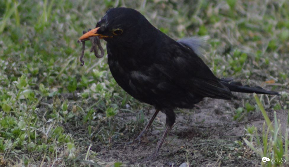 Van még itt valami …