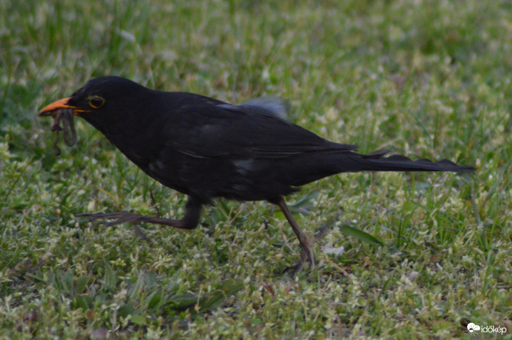 Viszem a zsákmányt! 