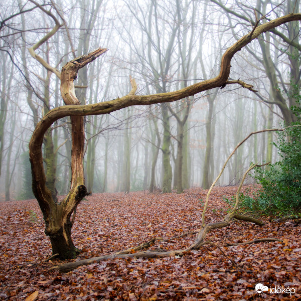 Köd előttem köd mögöttem újból