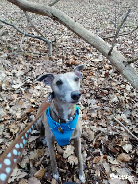 Megálltunk  kicsit pihenni ennél a fánál