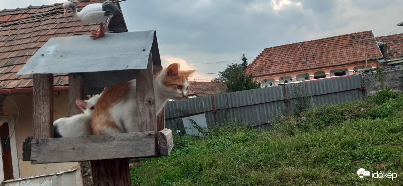 Cicák a madár etetőben