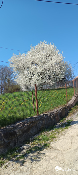 Természet