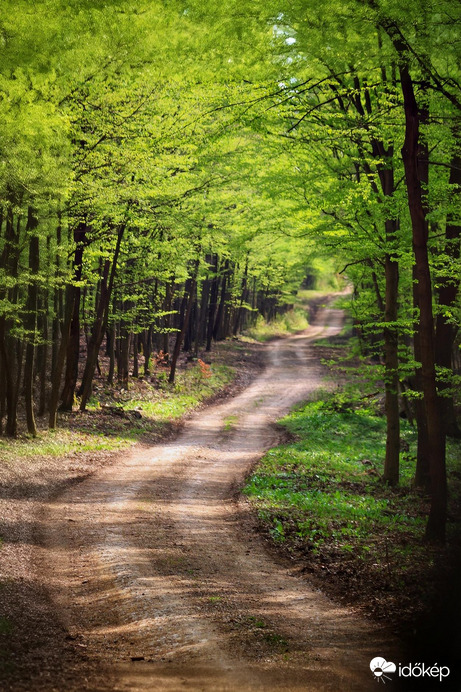 Természet