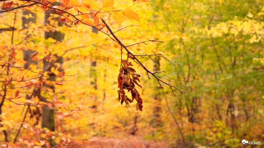 Őszi hangulat 