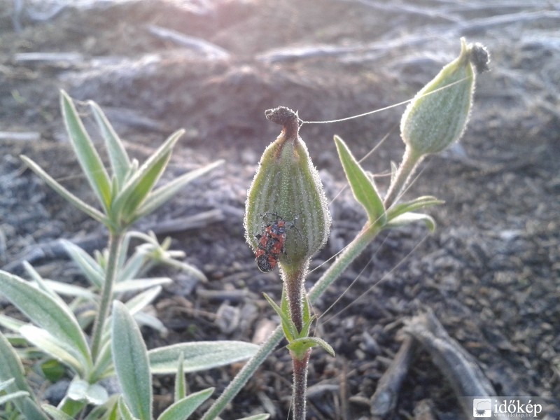 Odafagyott a bogár (első talajmenti fagy Helvécián: -1 fok)
