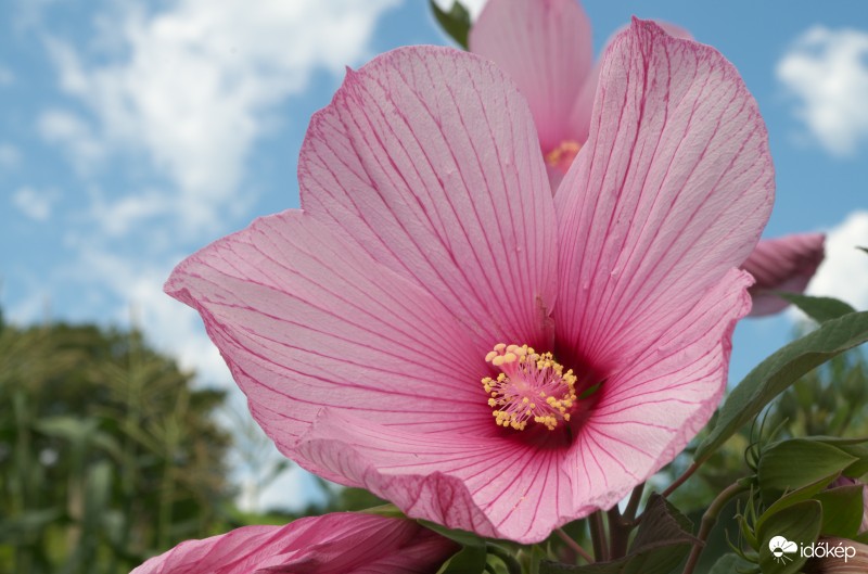 Mocsári hibiszkusz