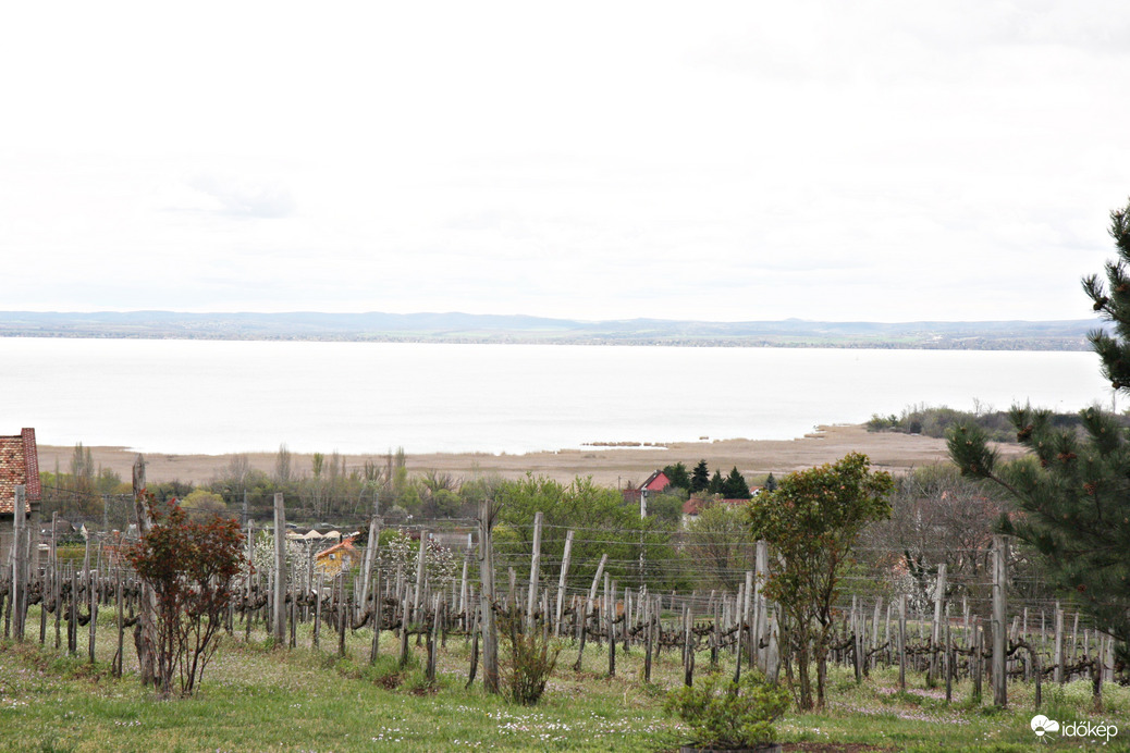Szölő, nádas, Balaton