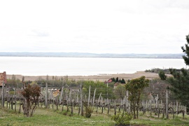 Szölő, nádas, Balaton