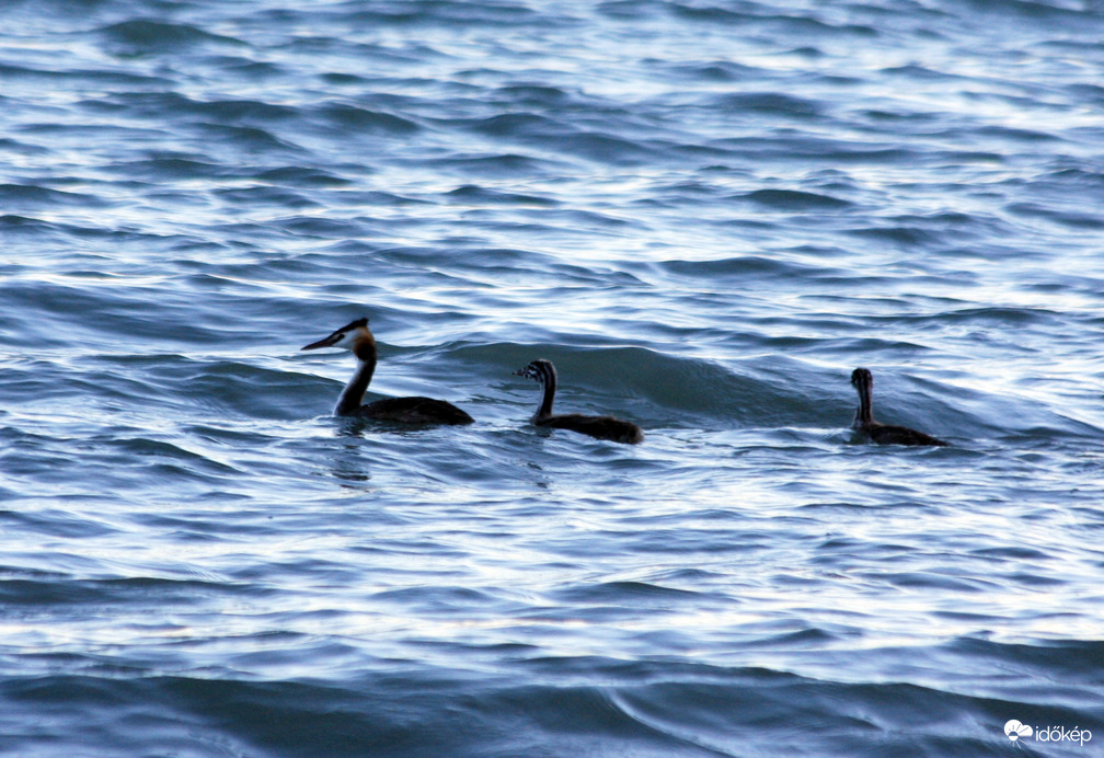 Búbos vöcsök tojó két kamasszal