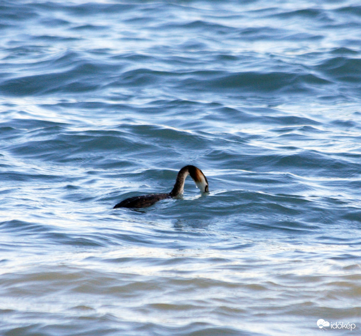 Start. Búbos vöcsök indulása