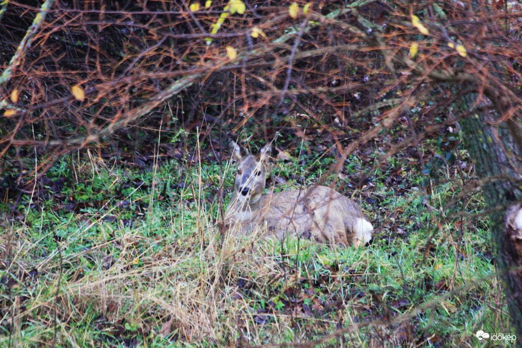 Reggeli vendég Arácson