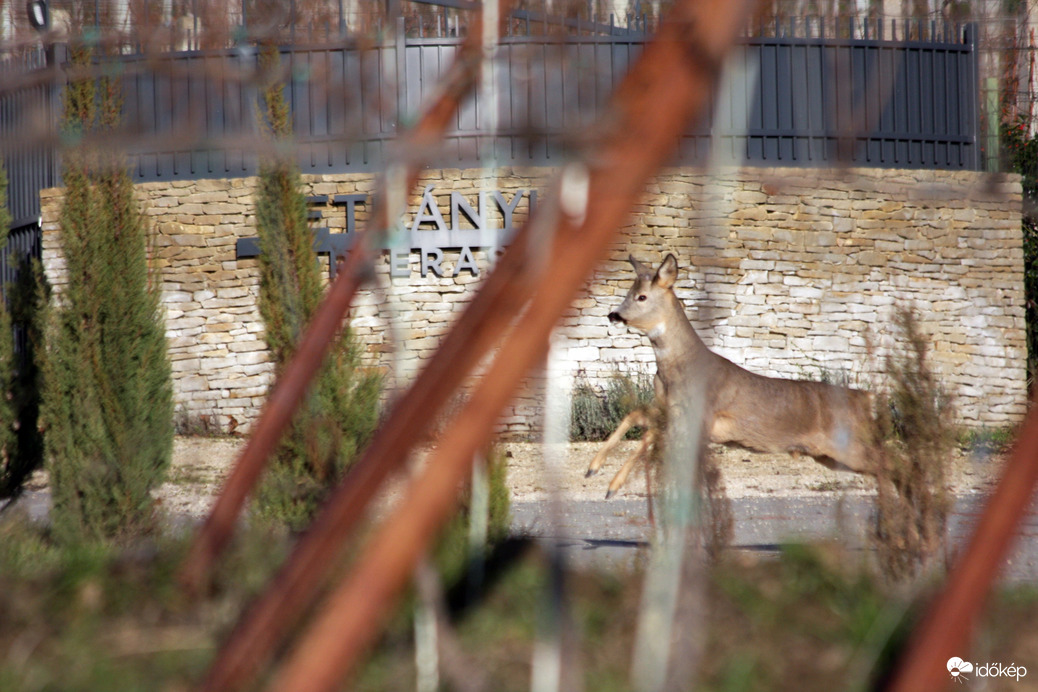 Hiába jött, Petrányiék zárva voltak...