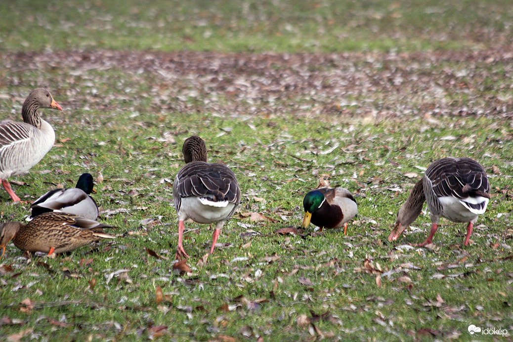 Téli vadvilág a füredi strandon