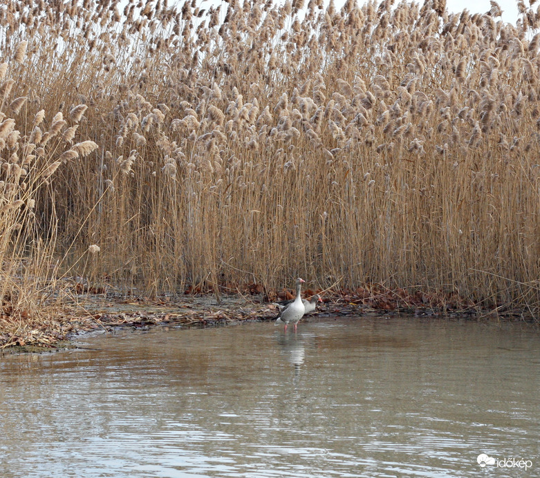 Nyári ludak a téli Balatonon