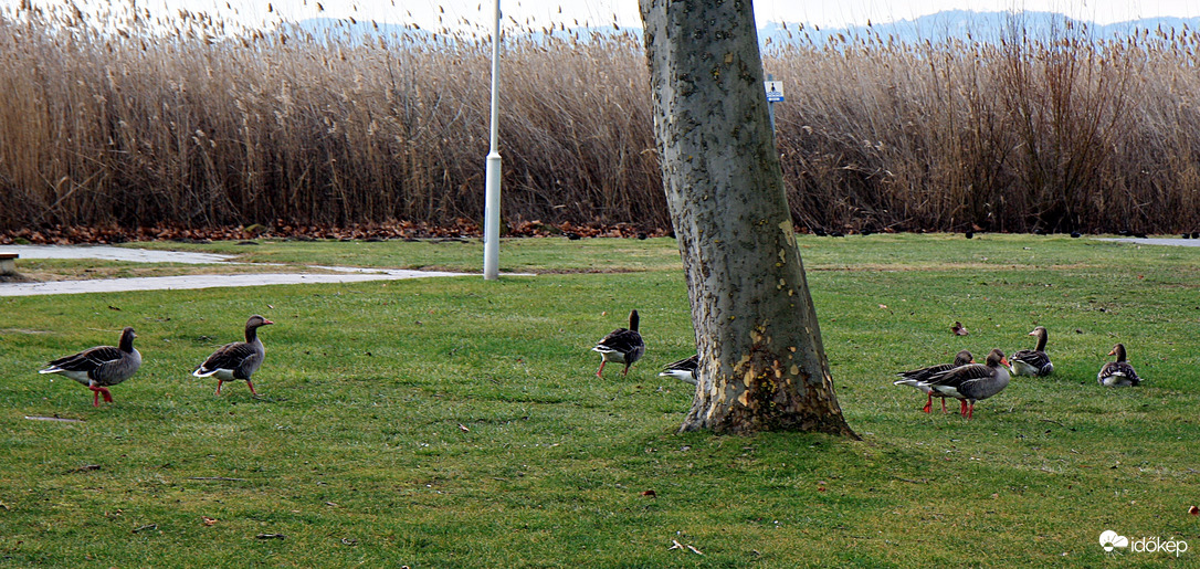 Nyári ludak telelnek Füreden