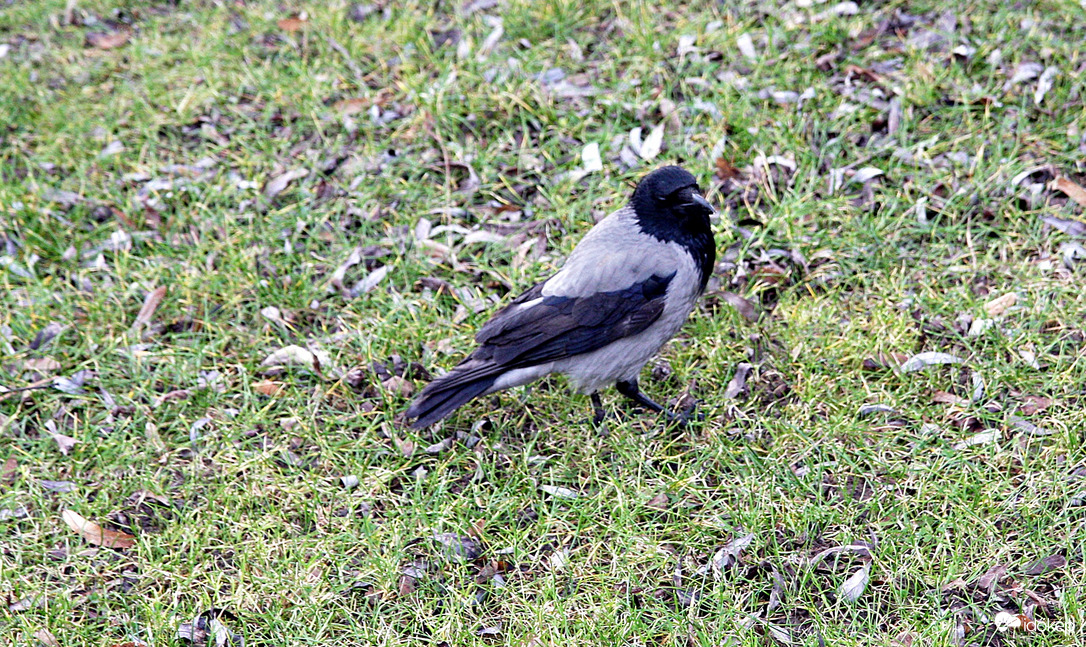 Aztán jó legyen az a fotó!