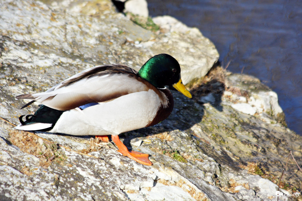 Ha nem sietek, még a püspökfalatomon csúszok le