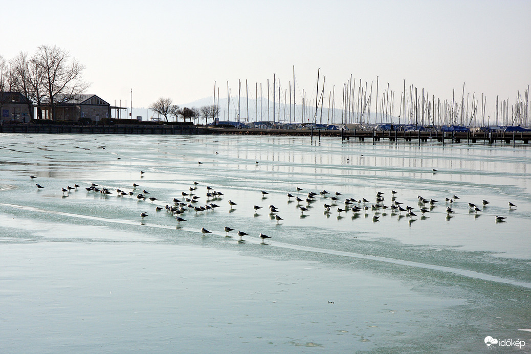A sirályokat elbírja a jég