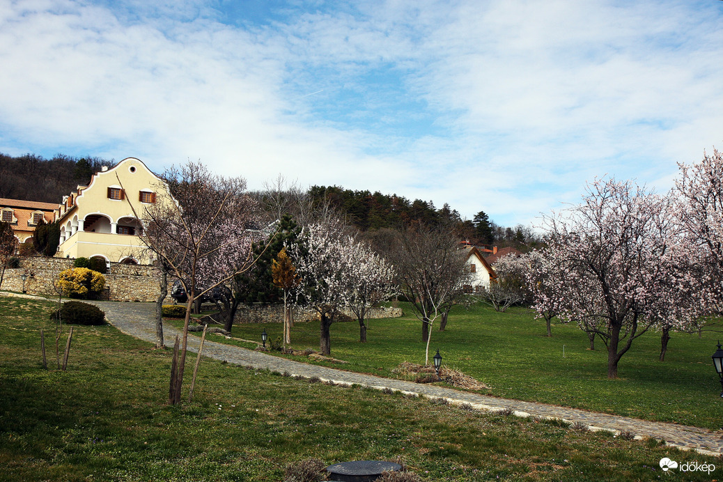 Arács