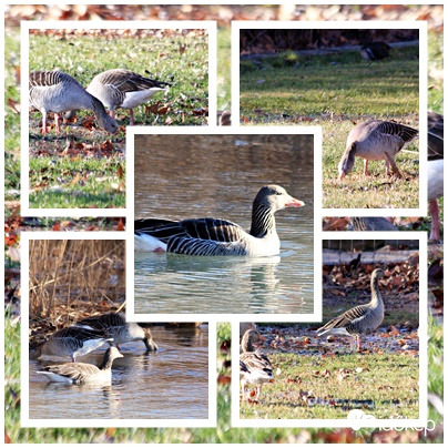 Nyári ludak a strandon
