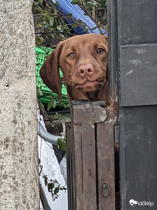 Kérem szépen, én kiváncsi vagyok