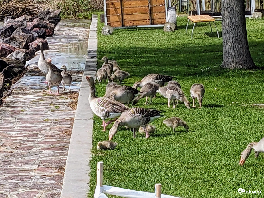Nyári ludak fiókáikkal Füreden