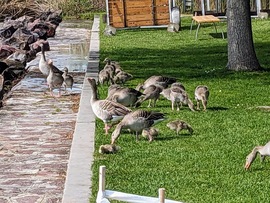 Nyári ludak fiókáikkal Füreden