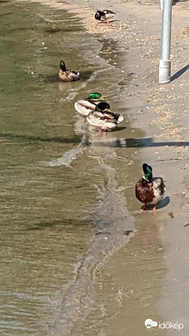 Reggeli tollászkodók