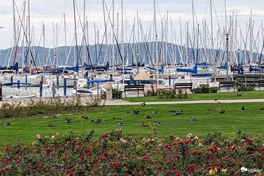 Kacsalegelő lett a füredi rózsakert