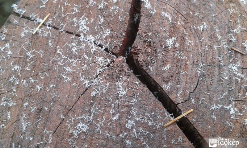 Észlelési fényképek