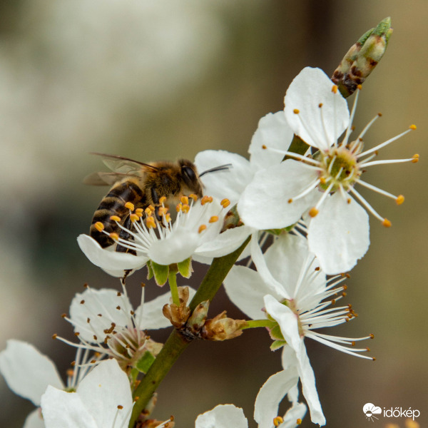 Itt a tavasz, kezdődik a munka.