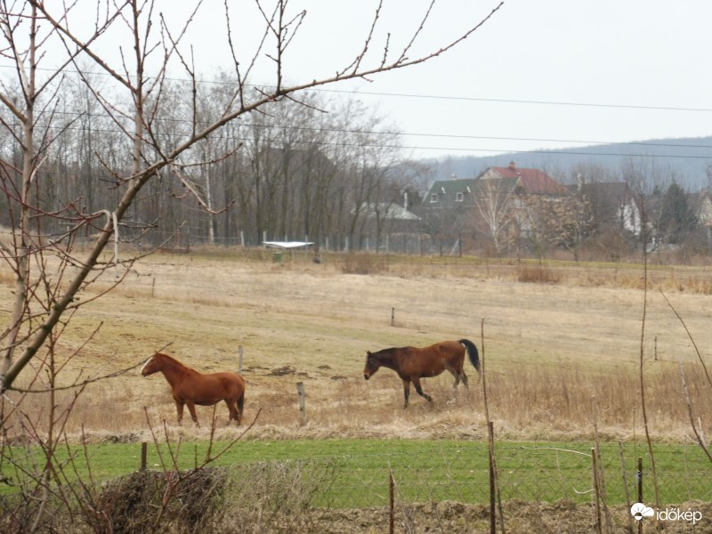 Falu vége lovakkal