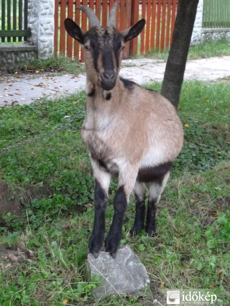 kőszálinak képzeli magát