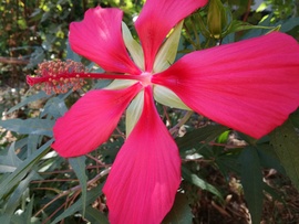 Kenderlevelű mocsári hibiszkusz 