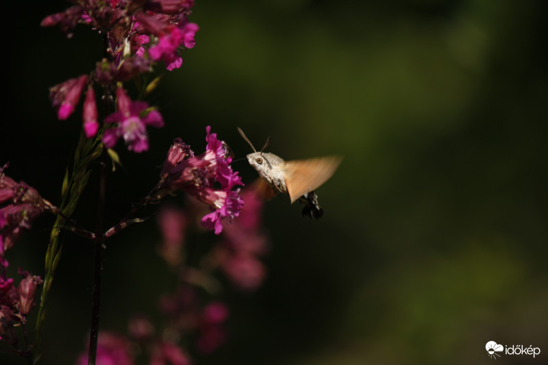 Kacsafarkú szender - az apró "magyar" kolibri