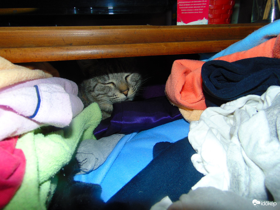 Egy törölköző, egy pléd, egy póló...egy macska