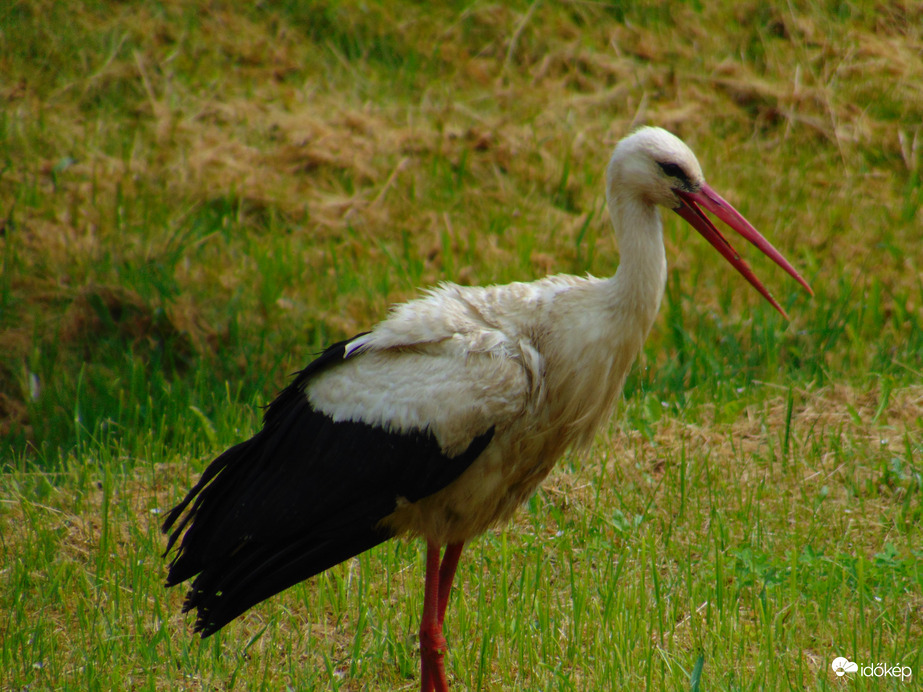 A helyi gólya Gálosfán