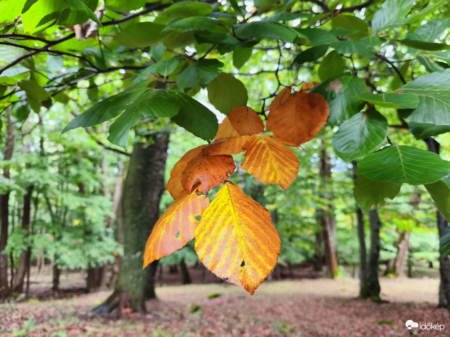 Már kezd színesedni...