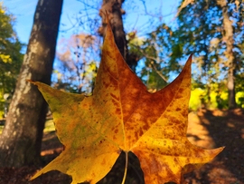 Vác