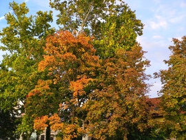 Vác