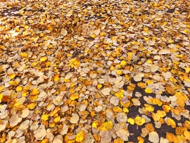 Vác