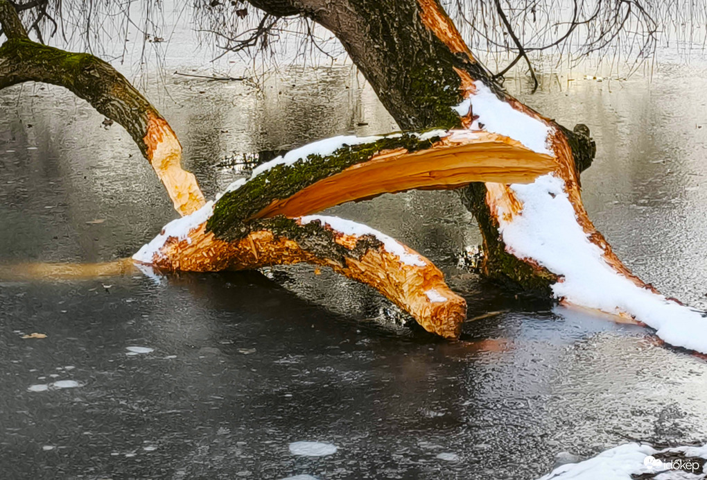 Hódmunkálatok nyoma